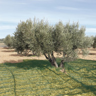 Manta Recoger Oliva/almendra Verde 4x8 M