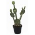 Maceta cactus