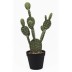 Maceta cactus