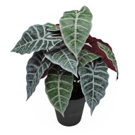 Maceta alocasia