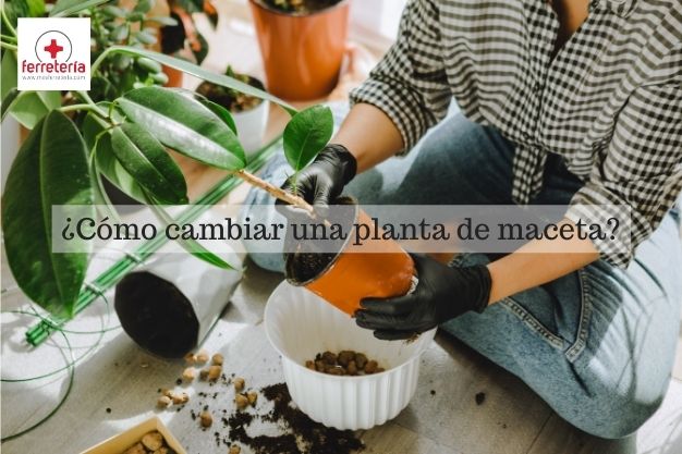 Sede comunidad Florecer Cómo cambiar una planta de maceta y que sobreviva?| MasFerretería