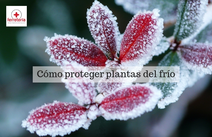 Cómo proteger plantas del frío - Trucos para resistir bajas temperaturas