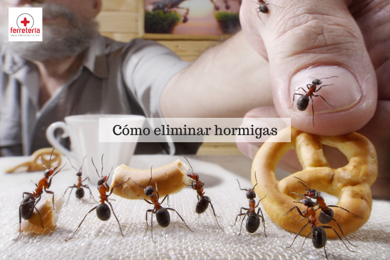 celos Móvil venganza Cómo eliminar Hormigas - Trucos y Consejos | MasFerretería