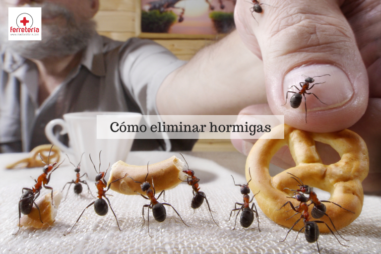 Como eliminar hormigas