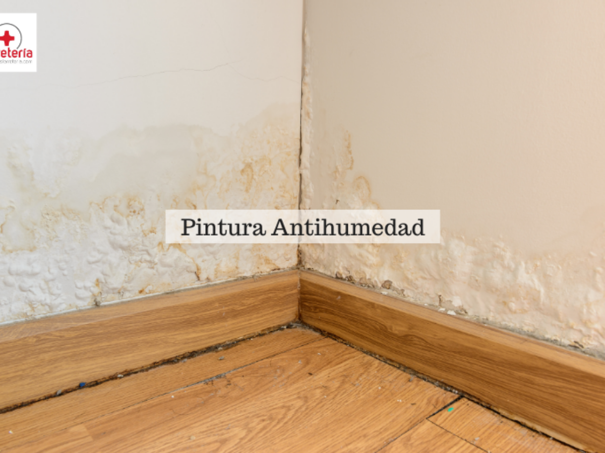 Funciona la pintura antimoho?  humedad en paredes 100% Expertos