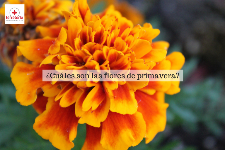 Flores de primavera