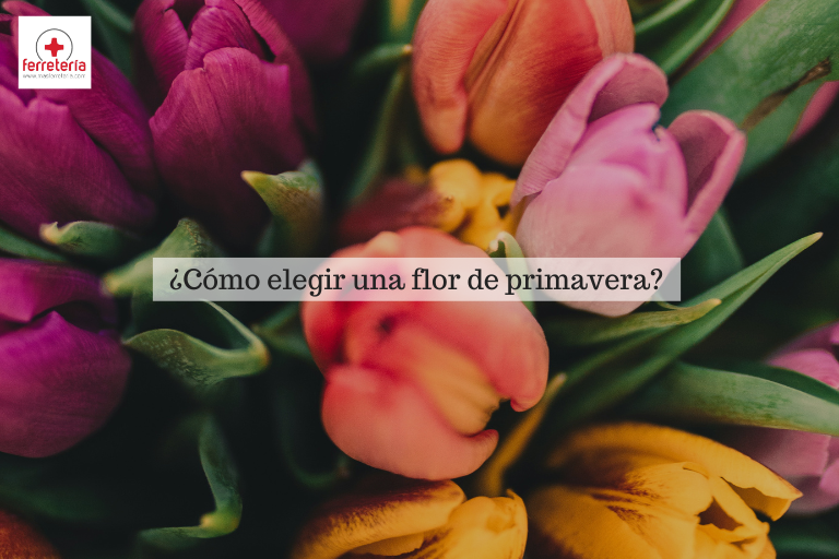 flor de primavera