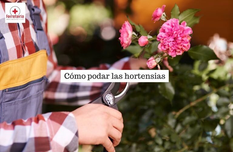 Hombre mostrando cómo podar las hortensias