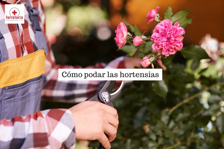 Hombre mostrando cómo podar las hortensias