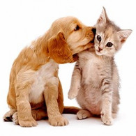 Accesorios Para Mascotas | Comprar Online