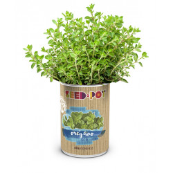 Lata Cultivo Semilla Oregano