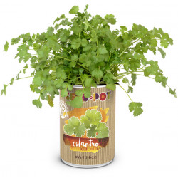 Lata Cultivo Semilla Cilantro
