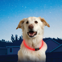 Collar Perro Luz Roja Led
