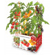 Huerto Urbano Tomate Cherry Sustrato+semilla Batlle