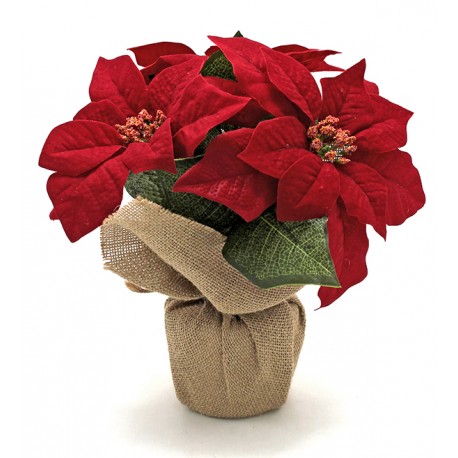 Maceta Poinsetia C/saco 26 Cm