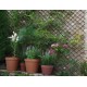 Celosia Extens Mimbre Cipres 1x1,5m