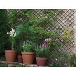 Celosia Extens Mimbre Cipres 1x1,5m