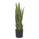 Planta Sansiveria 57 Cm