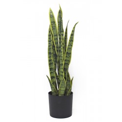 Planta Sansiveria 57 Cm