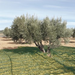 Manta Recoger Oliva/almendra Verde 6x12 M
