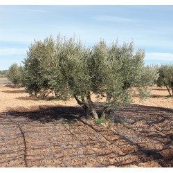 Manta Recoger Oliva/almendra Negro 5x10 M