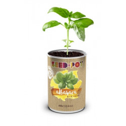 Huerto Urbano Kit Albahaca Seedbox Lata Sustrato+semilla 627