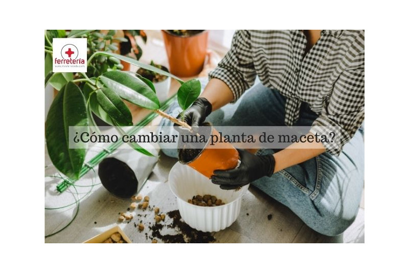 ¿Cómo cambiar una planta de maceta y que sobreviva?
