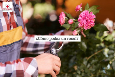 Guía práctica de cómo podar un rosal con herramientas de ferretería