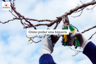 Aprende cómo podar una higuera para mejorar su producción