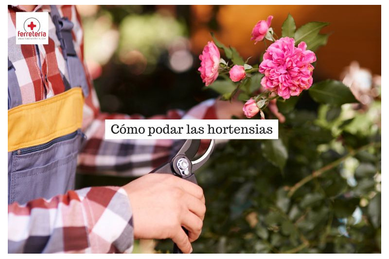 Consejos útiles sobre cómo podar las hortensias correctamente